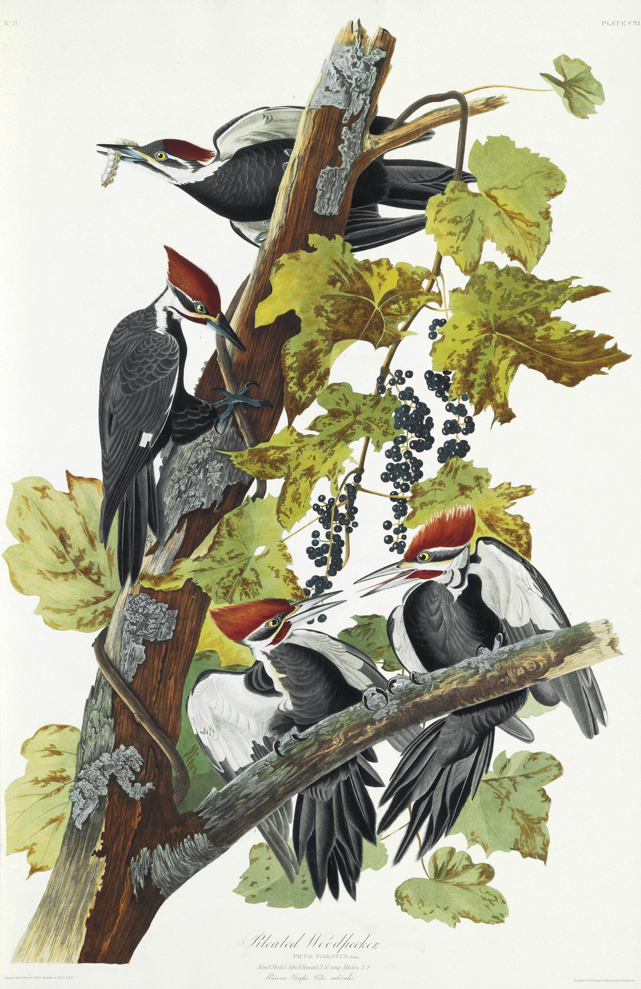 AUDUBON, John James (17851851). The Birds of America; from Original